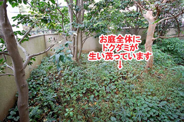 ドクダミだらけの庭をジェラストーンの石貼り 石張り で明るく 神奈川県藤沢市