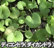 ディコンドラ（ダイカンドラ）で雑草対策の植え方ポイント～雑草対策に最適おすすめのグラウンドカバープランツ/グラウンドカバー植物10選