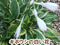 ギボウシの白い花～雑草対策に最適おすすめのグラウンドカバープランツ/グラウンドカバー植物10選 7.ギボウシ（ホスタ）