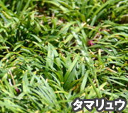 タマリュウで雑草対策の植え方ポイント～雑草対策に最適おすすめのグラウンドカバープランツ/グラウンドカバー植物10選