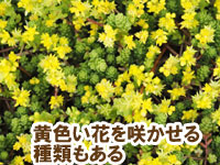 黄色い花を咲かせる種類もある～雑草対策に最適おすすめのグラウンドカバープランツ/グラウンドカバー植物10選 3.セダム（マンネングサ）