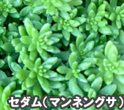 セダム（マンネングサ）で雑草対策の植え方ポイント～雑草対策に最適おすすめのグラウンドカバープランツ/グラウンドカバー植物10選