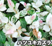 ハツユキカズラで雑草対策の植え方ポイント～雑草対策に最適おすすめのグラウンドカバープランツ/グラウンドカバー植物10選