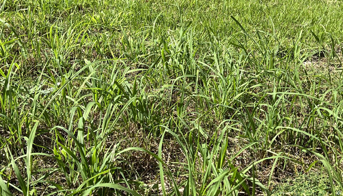 芝生の雑草対策～[造園のプロが解説]天然芝生のお手入れ・管理方法と雑草対策／芝生の雑草対策,雑草対策,天然芝生,芝生,お手入れ,管理方法,メンテナンス,メリット,デメリット