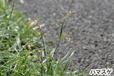 ハマスゲ～[造園のプロが解説]天然芝生のお手入れ・管理方法と雑草対策／芝生の雑草対策,雑草対策,天然芝生,芝生,お手入れ,管理方法,メンテナンス,メリット,デメリット