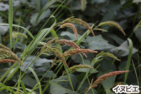 イヌビエ～[造園のプロが解説]天然芝生のお手入れ・管理方法と雑草対策／芝生の雑草対策,雑草対策,天然芝生,芝生,お手入れ,管理方法,メンテナンス,メリット,デメリット