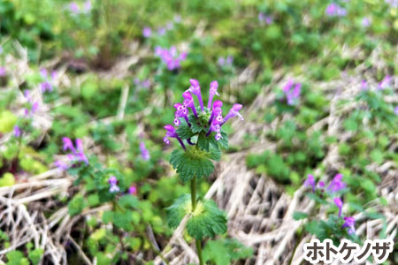 ホトケノザ～[造園のプロが解説]天然芝生のお手入れ・管理方法と雑草対策／芝生の雑草対策,雑草対策,天然芝生,芝生,お手入れ,管理方法,メンテナンス,メリット,デメリット