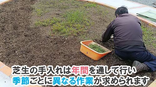 芝生の手入れは年間を通して行う必要がある～[造園のプロが解説]天然芝生のお手入れ・管理方法と雑草対策／芝生の雑草対策,雑草対策,天然芝生,芝生,お手入れ,管理方法,メンテナンス,メリット,デメリット