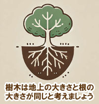 樹木は地上の大きさと根の大きさが同じと考えましょう