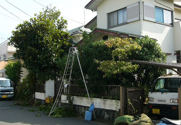 伸びすぎたヒイラギやキンモクセイの生垣を剪定 神奈川県茅ヶ崎市施工事例