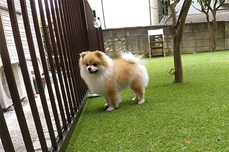 お客様の声/グリーンパトロールの口コミ、評判~横浜市 O様邸 お庭をワンちゃんの遊びスペース・ドッグランに 感想・口コミ・評判