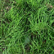 スギナ雑草対策・雑草除去・防草対策・庭草対策